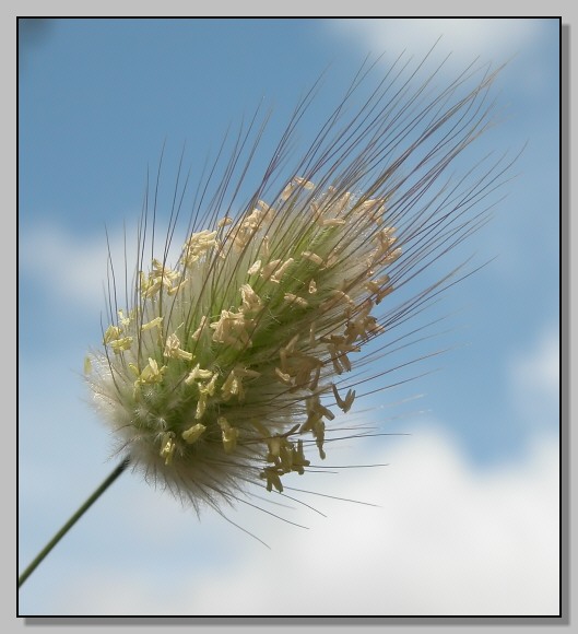 Borago, galactites, lagarus e altro